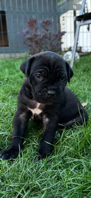 Cane corso - imagine 3