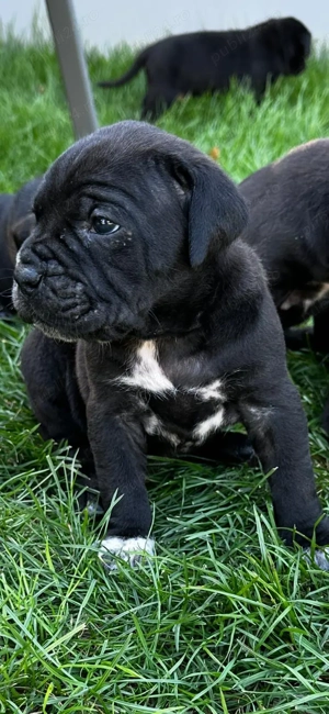 Cane corso - imagine 4