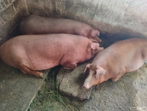 Vând un porc Duroc  