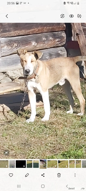 vand catel de vanatoare 