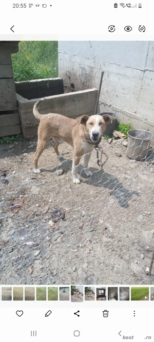 vand catel de vanatoare  - imagine 5