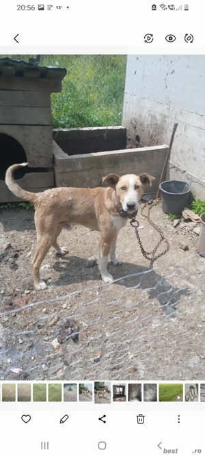 vand catel de vanatoare  - imagine 4