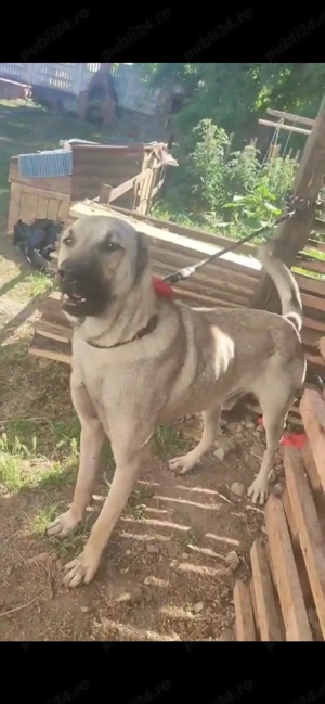 Kangal de vânzare !!! 3 ani 