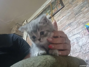 Pisici british șchotish - imagine 4