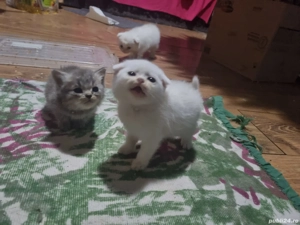 Pisici british șchotish - imagine 3