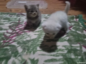 Pisici british șchotish - imagine 2