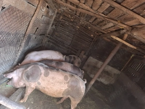 Vând Porci - imagine 3