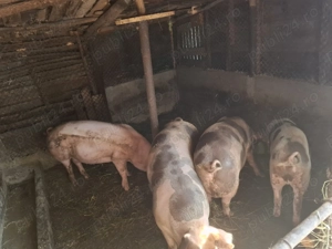 Vând Porci - imagine 2