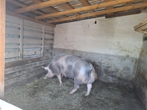 Vând Porci - imagine 4