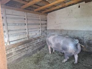 Vând Porci - imagine 5