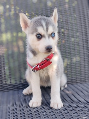 Hascki siberian disponibile  - imagine 4