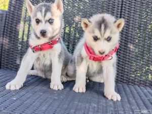 Hascki siberian disponibile  - imagine 3