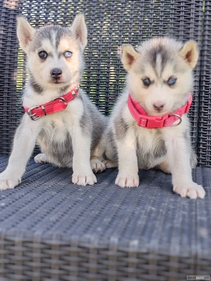 Hascki siberian disponibile  - imagine 5