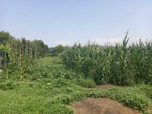 Proprietar- vând teren in Chelmac. - imagine 2