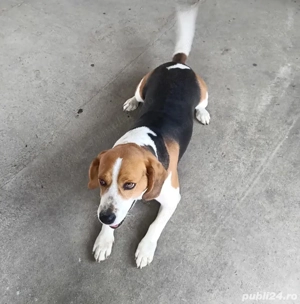 Beagla mascul 