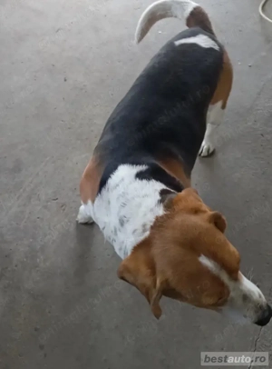 Beagla mascul  - imagine 2