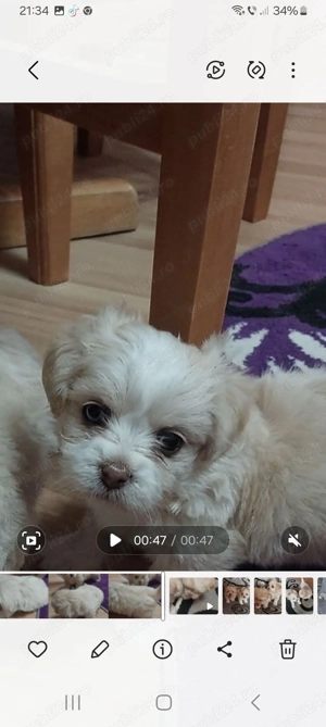 Bichon maltez îs cauta noii căsuțe 2 fetite 