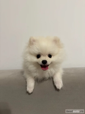 Pomeranian toy mascul - exemplar perfect - imagine 5