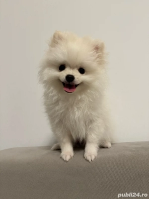 Pomeranian toy mascul - exemplar perfect - imagine 4