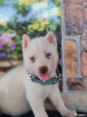 Hascki siberian disponibile  - imagine 2