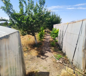 Casă + Curte + Teren arabil generos, Nerău, Teremia Mare, 1596 mp, locuibilă imediat - imagine 7