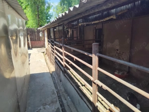 Casă + Curte + Teren arabil generos, Nerău, Teremia Mare, 1596 mp, locuibilă imediat - imagine 8