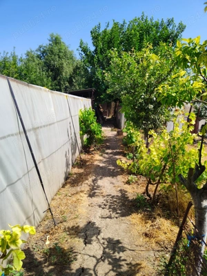 Casă + Curte + Teren arabil generos, Nerău, Teremia Mare, 1596 mp, locuibilă imediat - imagine 9