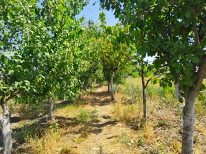 Casă + Curte + Teren arabil generos, Nerău, Teremia Mare, 1596 mp, locuibilă imediat - imagine 6