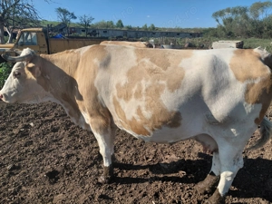 Vând vaca gestanta in 8 luni 