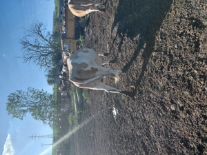 Vând vaca gestanta in 8 luni  - imagine 2