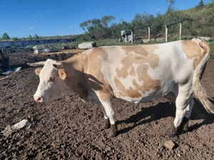 Vând vaca gestanta in 8 luni  - imagine 3