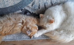 Pisicuți persan orange - imagine 6