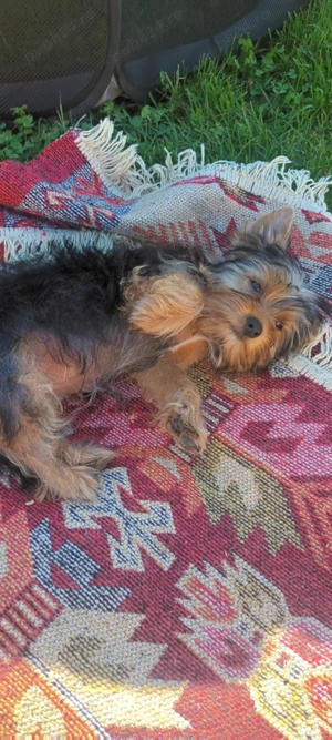Cățeluși  yorkshire terrier mini toys - imagine 4