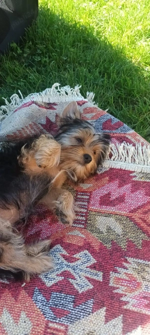 Cățeluși  yorkshire terrier mini toys - imagine 3