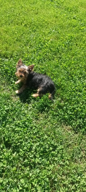 Cățeluși  yorkshire terrier mini toys