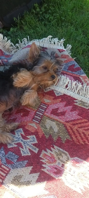 Cățeluși  yorkshire terrier mini toys - imagine 2