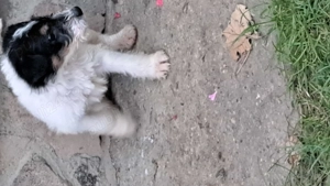 Fox Terrier  de vânzare