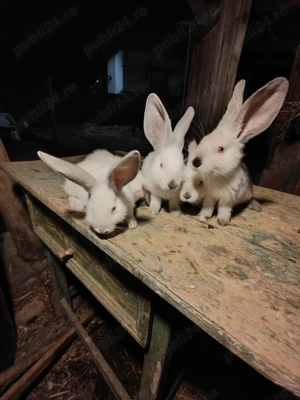 Pui uriași de Transilvania 