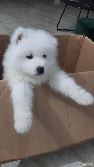 samoyed fetita - imagine 2