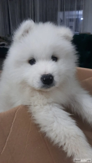samoyed fetita