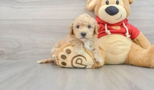 Bichon disponibili imediat.  Asigur transport.  - imagine 3