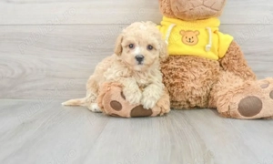 Bichon disponibili imediat.  Asigur transport.  - imagine 2