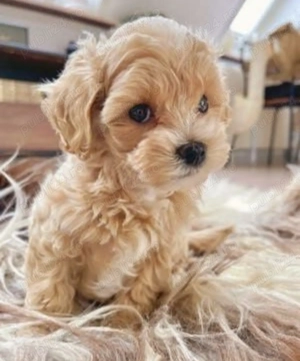 Bichon disponibili imediat.  Asigur transport. 