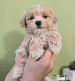 Bichon disponibili imediat.  Asigur transport.  - imagine 4