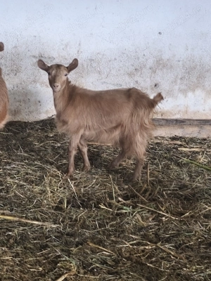 Capre de vânzare  - imagine 2 Capre de vânzare  - imagine 2