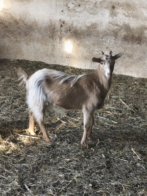 Capre de vânzare  - imagine 3 Capre de vânzare  - imagine 3