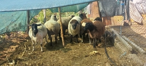 Vând 5 oii a fata și un berbecut - imagine 2