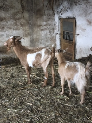 Capre de vânzare  - imagine 4 Capre de vânzare  - imagine 4