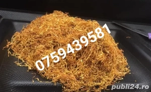 Firicel olanda galben 0.1