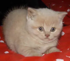 british oranje si blue